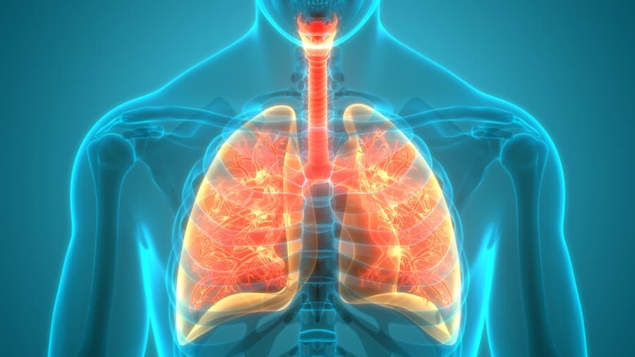 illustration of human lungs and respiratory system