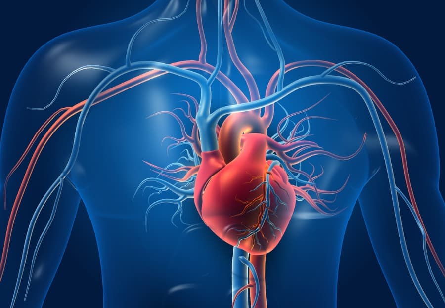 Human heart with blood vessels in illustration